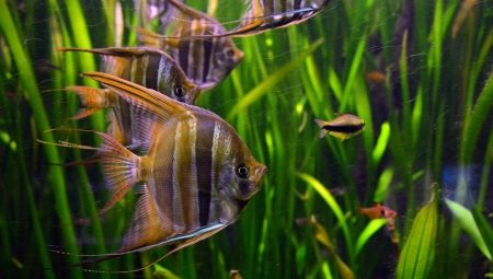 Vreedzame aquariumvissen: beschrijving en selectie