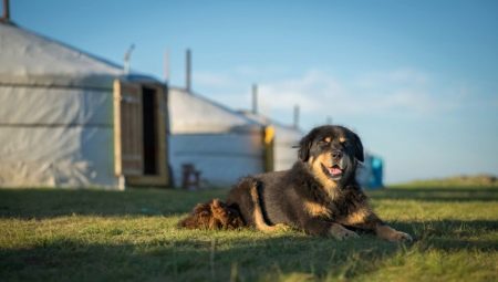 Anjing Gembala Mongolia: perihalan baka, watak dan kandungan