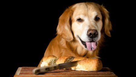 Lze psům dávat chleba a který je lepší krmit?