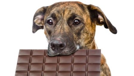 Câinilor li se pot da dulciuri și de ce le plac dulciurile?