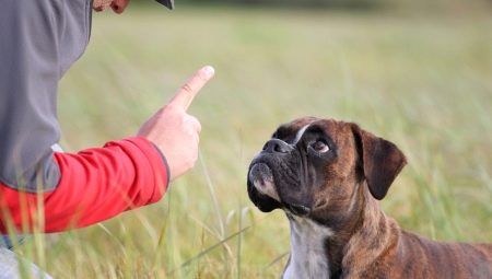 Un chien peut-il être puni et comment le faire correctement ?