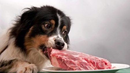 Lihaa koirille