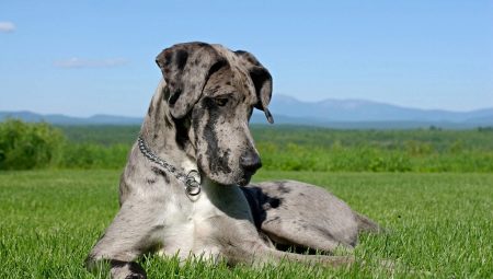Great Dane: đặc điểm của giống và chăm sóc chó