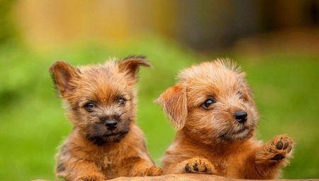 Norfolk Terrier: caractéristiques de la race et règles de soins