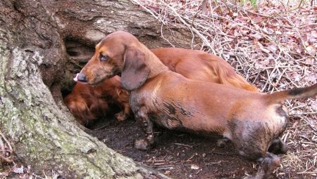 Burrowing dogs: description of breeds, features of maintenance and upbringing