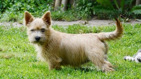 Norwich Terrier: características de la raza y los secretos de su mantenimiento.