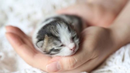 Anak kucing yang baru lahir: aturan perkembangan dan perawatan