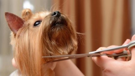 Sax för att trimma hundar: sorter, krav och tips för att välja