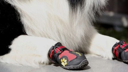 Schoenen voor honden: soorten en aanbevelingen om te kiezen