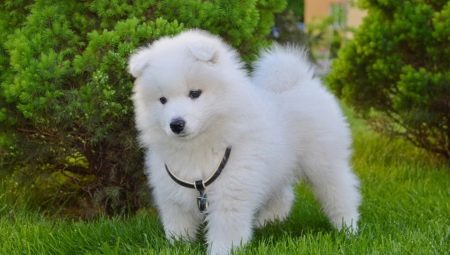 Oversikt over hvite fluffy hunder