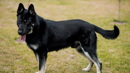 Sarginių šunų veislės: tipai, atranka ir dresūra