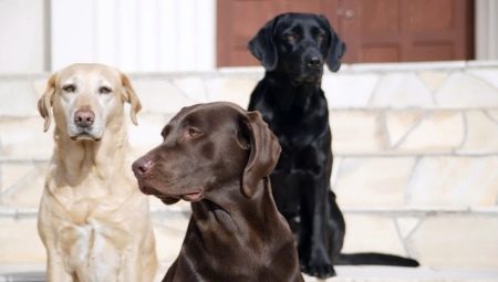 Boje pasa: značajke i vrste
