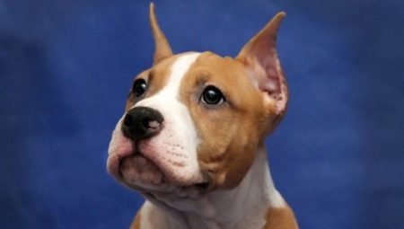 Ciri-ciri telinga yang dipotong dalam Staffordshire Terrier