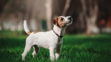 Parson Russell Terrier: perihalan baka dan ciri kandungannya