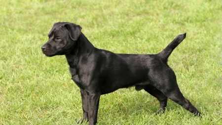 Patterdale Terrier: وصف سلالة الكلاب وصيانتها