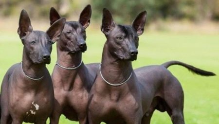 Cães peruanos sem pêlo: descrição da raça, regras para sua manutenção