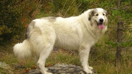 Anjing gunung Pyrenean: karakteristik dan perkembangbiakan trah