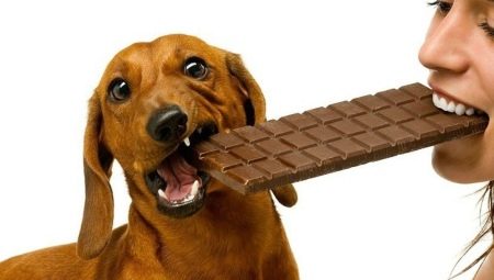 Por que os cães não devem comer chocolate?