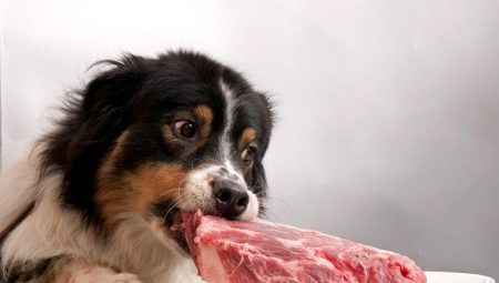 Proč by se psům nemělo dávat vepřové maso?