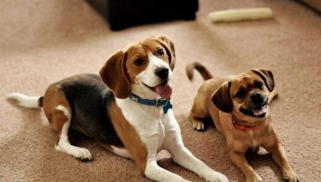 Rasele celor mai nepretențioși câini și regulile de selecție a acestora