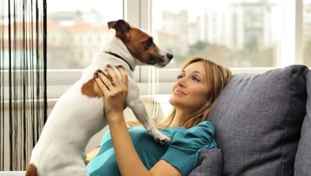 Giống chó cho một căn hộ: làm thế nào để chọn và giữ?