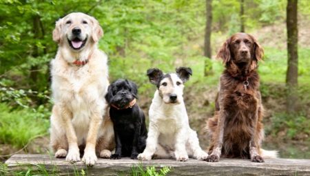 Raças de cães: descrição e seleção