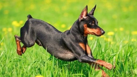 Dog breeds with an elongated muzzle