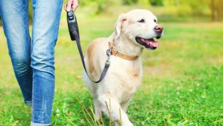 Lesa cu bandă pentru câini: Cum să alegi și să folosești?