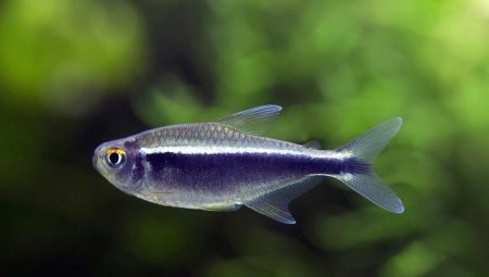 Pravila za njegu i održavanje neonskih riba