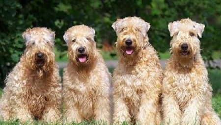 Wheat Terrier: mô tả và nội dung giống