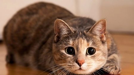 Cat psychology: useful information about behavior