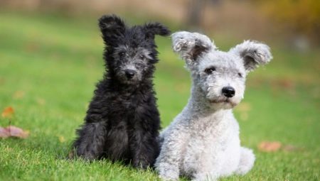 Pumi: breed features and content