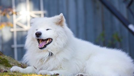 Пухкави кучета: преглед на породите