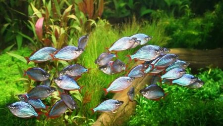 Iris: types de poissons d'aquarium et caractéristiques de leur entretien