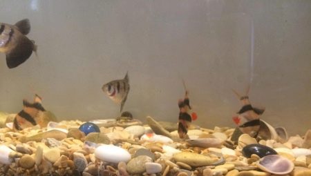 Scoici în acvariu: beneficii, daune și recomandări de utilizare