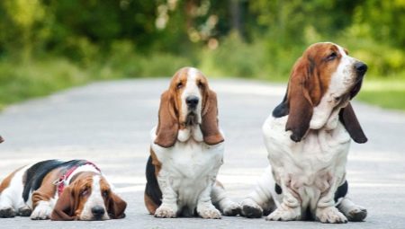 Varietate de rase de câini cu urechi lungi