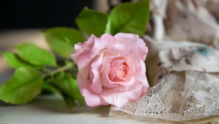 Studené porcelánové růže: výrobní vlastnosti