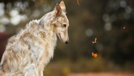 Races de gossos russos: varietats i consells per triar