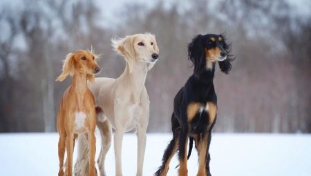 Saluki: característiques de la raça de gossos, característiques de cura