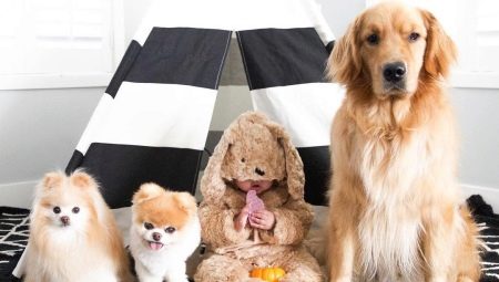 Els gossos més bonics: trets comuns, millors races, elecció i cura