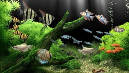 Najnáročnejšie akváriové ryby: odrody, výber a starostlivosť