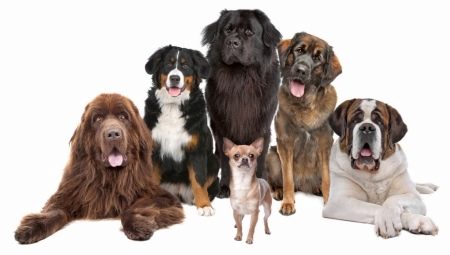 Los perros más poderosos del mundo: descripción general y consejos para elegir