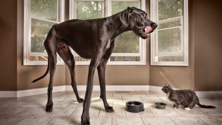 Những chú chó cao nhất thế giới