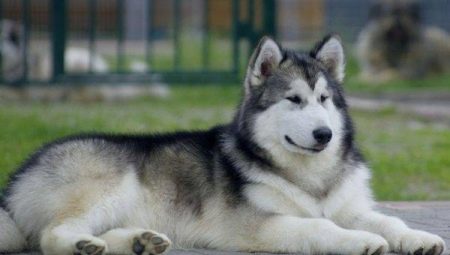 Perros del norte: una descripción general de las razas y recomendaciones para mantener