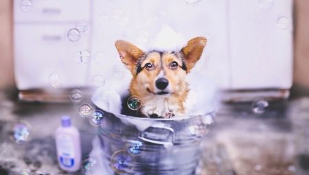 Šampon pro psy: odrůdy a vlastnosti