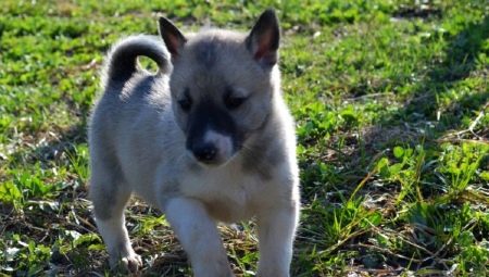 Anak anjing Laika dalam 1-2 bulan: ciri, pemakanan, berjalan dan latihan