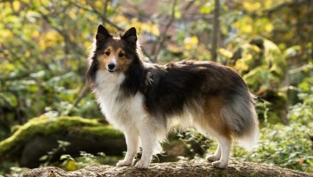 Sheltie: description des chiens, variations de couleur et caractéristiques du contenu