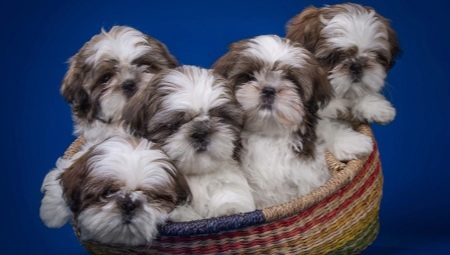 Shih Tzu: breed description, character, feeding and care
