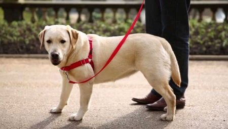 Harnassen voor honden: beschrijving van de soort, hoe de maat selecteren en de hond trainen?