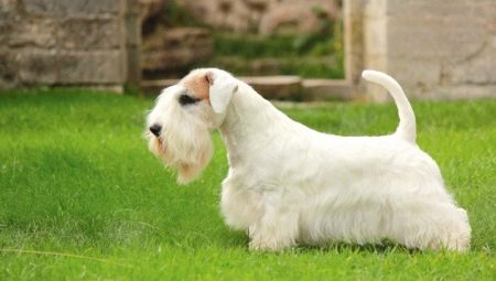 Sealyham Terrier: semua yang anda perlu tahu tentang baka
